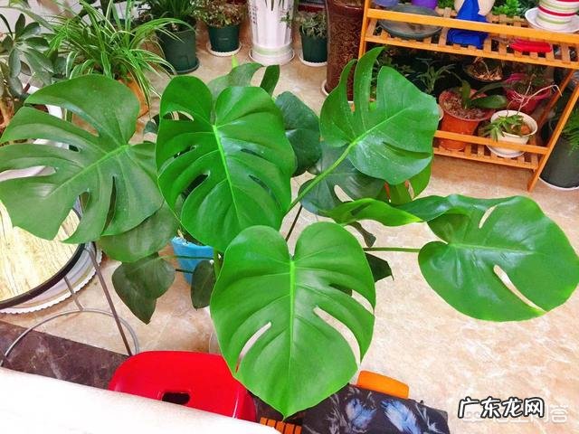 哪种花卉净化空气?