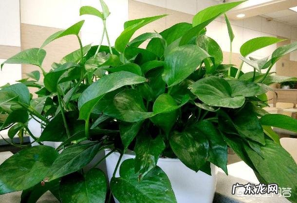 哪种花卉净化空气?