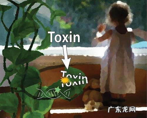 哪种花卉净化空气?