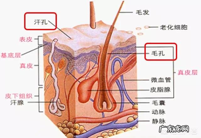 毛孔粗大该如何有效的改善?