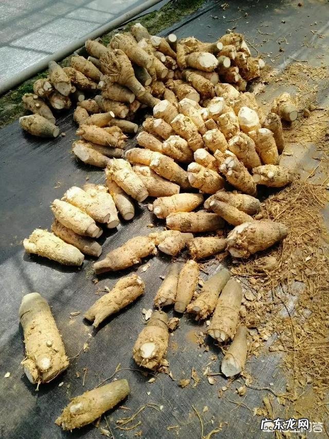 发财树怎样养才能多长芽?