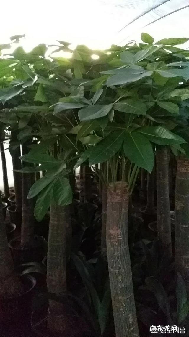 发财树怎样养才能多长芽?