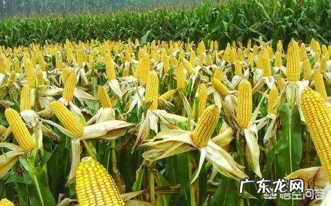 玉米结了二个棒子,是否要去掉一个?