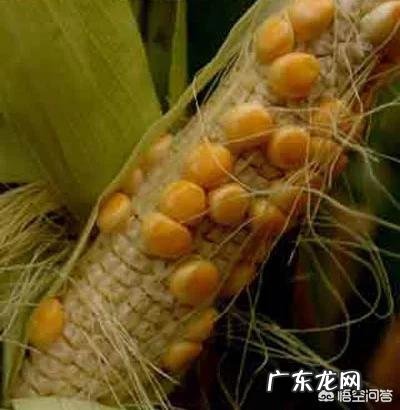 玉米结了二个棒子,是否要去掉一个?