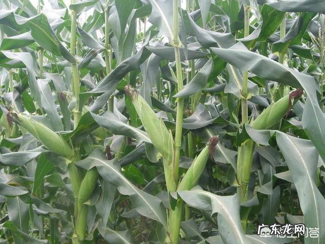 玉米结了二个棒子,是否要去掉一个?