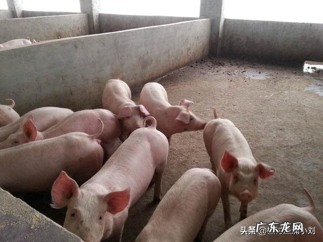 传言云南生猪8.8至9元一斤，实际只卖7至7.15元一斤，云南的生猪价格会涨吗？