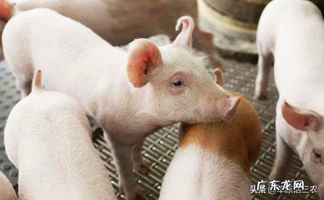 传言云南生猪8.8至9元一斤，实际只卖7至7.15元一斤，云南的生猪价格会涨吗？