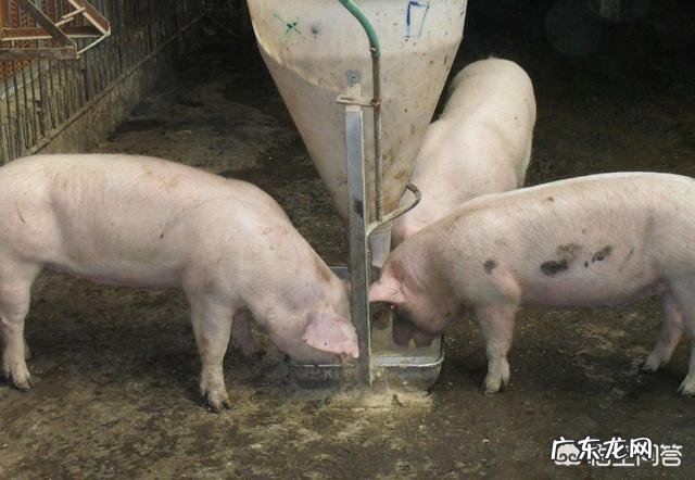 传言云南生猪8.8至9元一斤,实际只卖7至7.15元一斤,云南的生猪价格会涨吗?