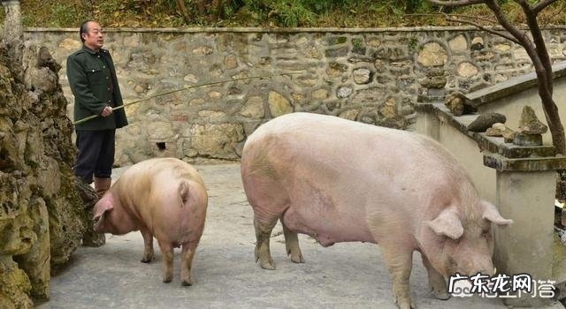 传言云南生猪8.8至9元一斤,实际只卖7至7.15元一斤,云南的生猪价格会涨吗?