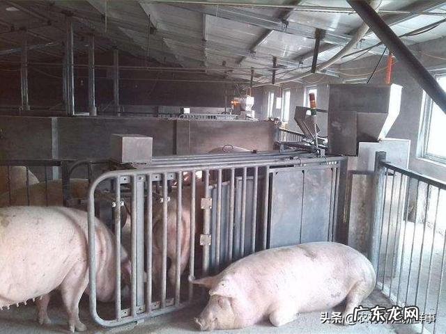 传言云南生猪8.8至9元一斤,实际只卖7至7.15元一斤,云南的生猪价格会涨吗?