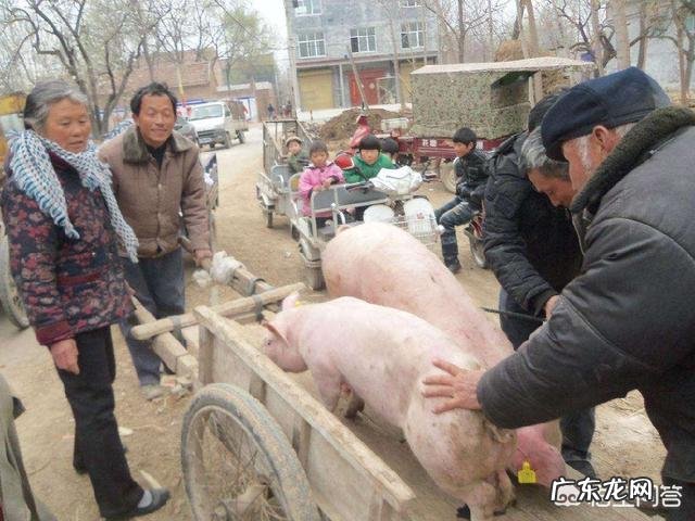 传言云南生猪8.8至9元一斤,实际只卖7至7.15元一斤,云南的生猪价格会涨吗?