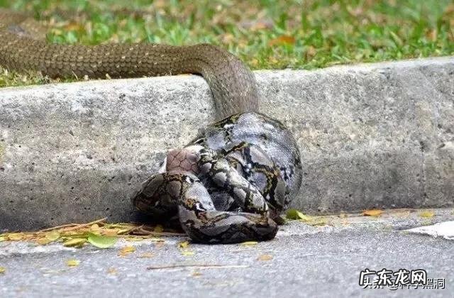 6米长的眼镜王蛇能杀死6米长的蟒蛇吗?