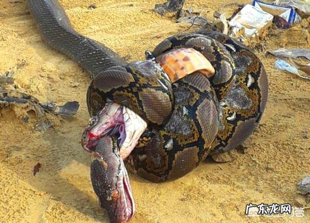 6米长的眼镜王蛇能杀死6米长的蟒蛇吗?