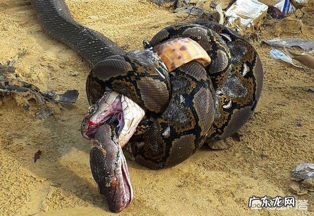 6米长的眼镜王蛇能杀死6米长的蟒蛇吗?