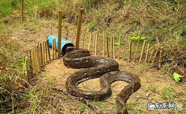 6米长的眼镜王蛇能杀死6米长的蟒蛇吗?