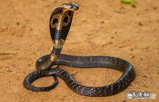 6米长的眼镜王蛇能杀死6米长的蟒蛇吗?