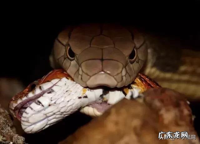 6米长的眼镜王蛇能杀死6米长的蟒蛇吗?