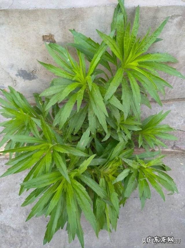 飞蓬草可以喂羊吗?