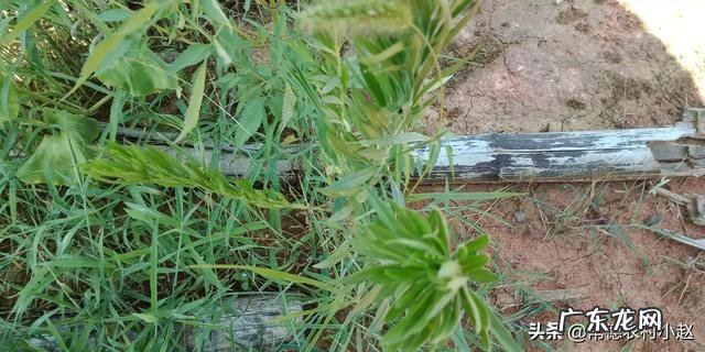 飞蓬草可以喂羊吗?