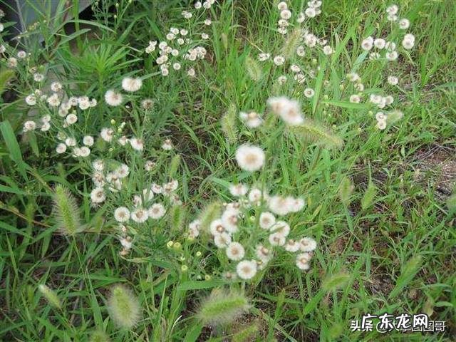 飞蓬草可以喂羊吗?
