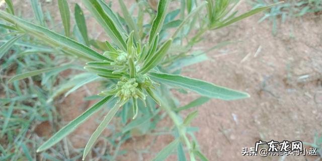 飞蓬草可以喂羊吗?