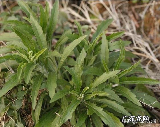 飞蓬草可以喂羊吗?