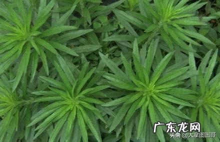 飞蓬草可以喂羊吗?