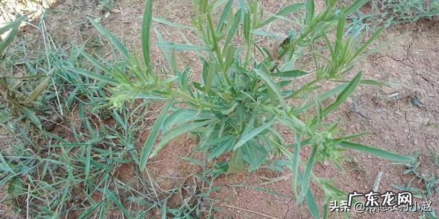 飞蓬草可以喂羊吗?