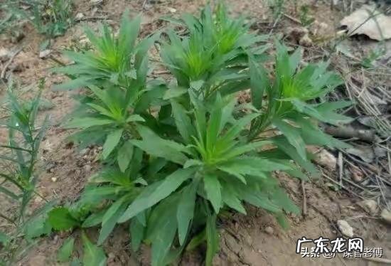 飞蓬草可以喂羊吗?