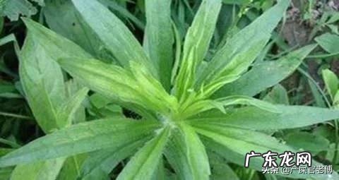 飞蓬草可以喂羊吗?