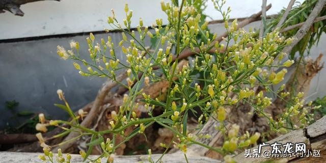 飞蓬草可以喂羊吗?