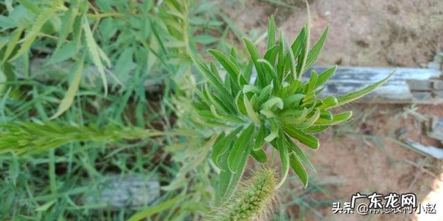 飞蓬草可以喂羊吗?