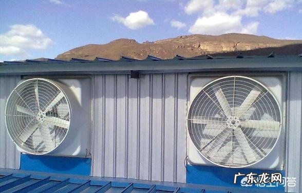 夏季养羊如何给羊降温?