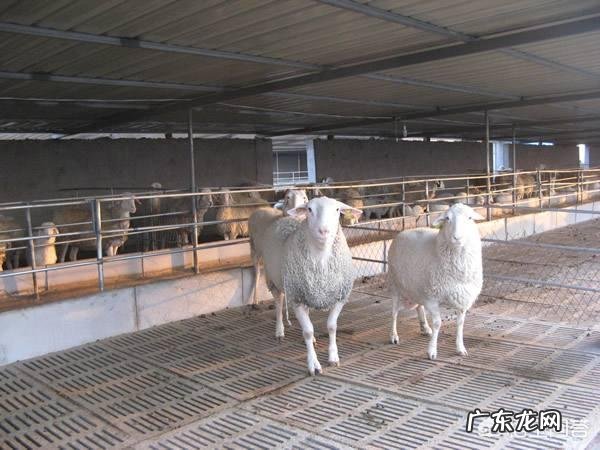 夏季养羊如何给羊降温?