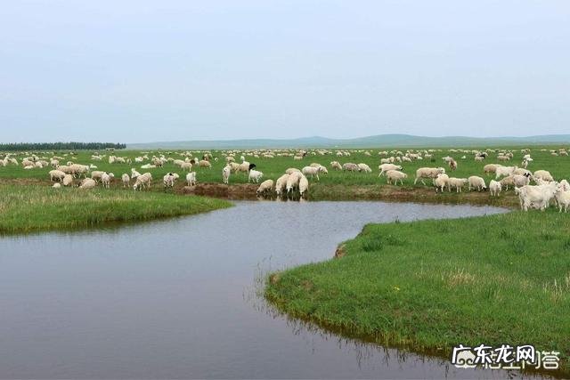 夏季养羊如何给羊降温?