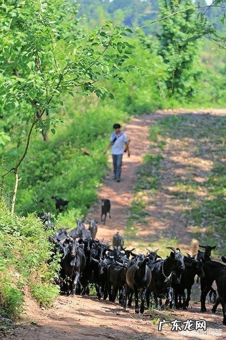 夏季养羊如何给羊降温?