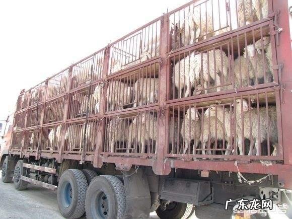 夏季养羊如何给羊降温?