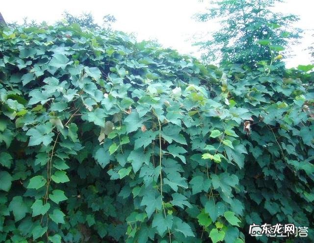 夏季养羊如何给羊降温?