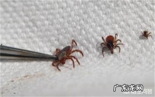 给金毛吃什么毛发能变亮,金毛美毛能吃什么?金毛吃牛油果毛色会变亮吗?