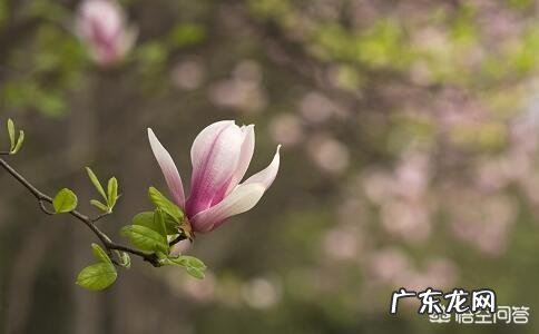 农村俗语“春打五九尾，家家迈不开腿”是什么意思？五九尾打春不好吗？