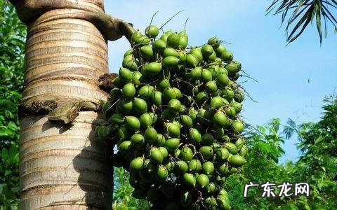 嚼槟榔对身体有哪些危害?上瘾了怎么才能戒掉?