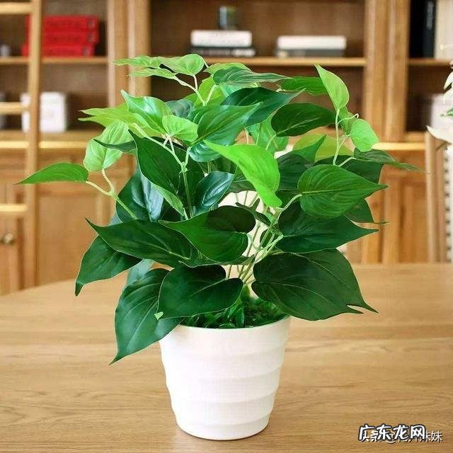 养绿萝有什么好处?怎么养?