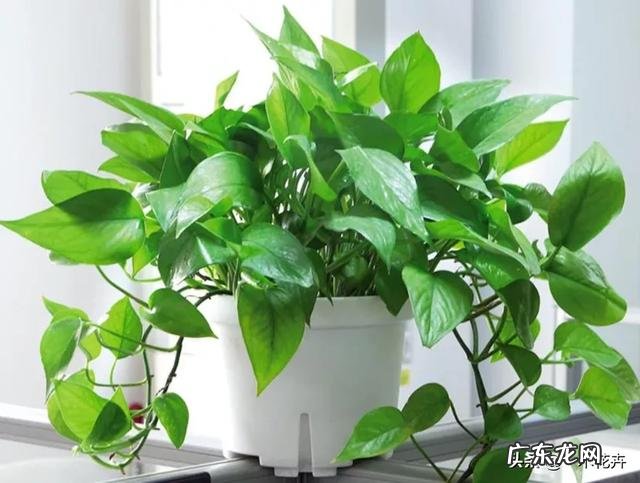 养绿萝有什么好处?怎么养?