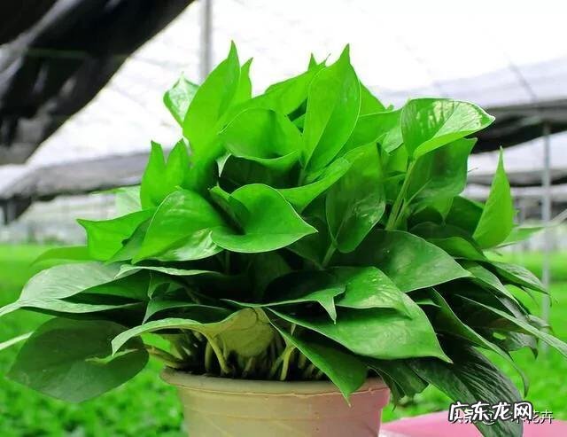 养绿萝有什么好处?怎么养?