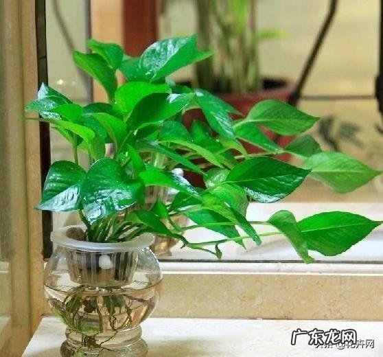 养绿萝有什么好处?怎么养?