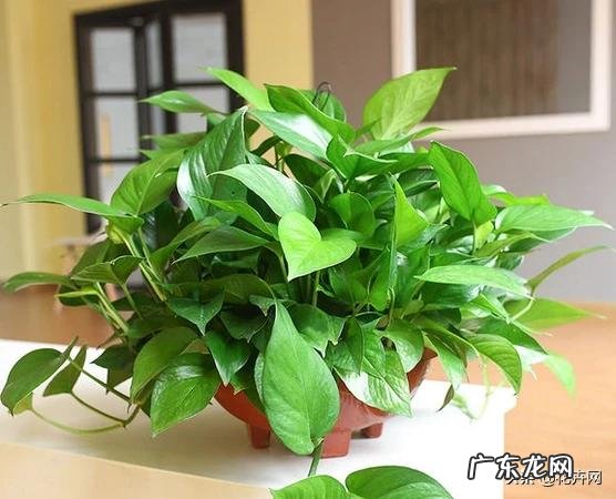 养绿萝有什么好处?怎么养?