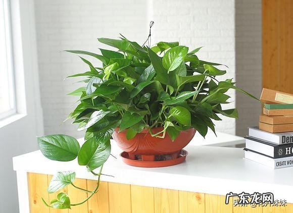 养绿萝有什么好处?怎么养?