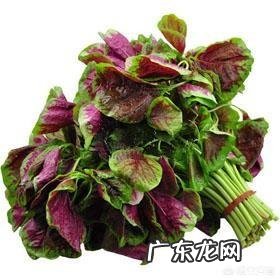 “长寿菜”是指的什么菜?