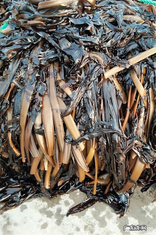 “长寿菜”是指的什么菜?