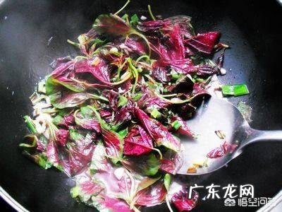 “长寿菜”是指的什么菜?